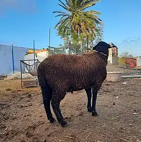 صورة لخروف أسود تيبار أُلتقطت في مدينة زغوان.