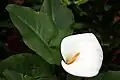 Zantedeschia aethiopica