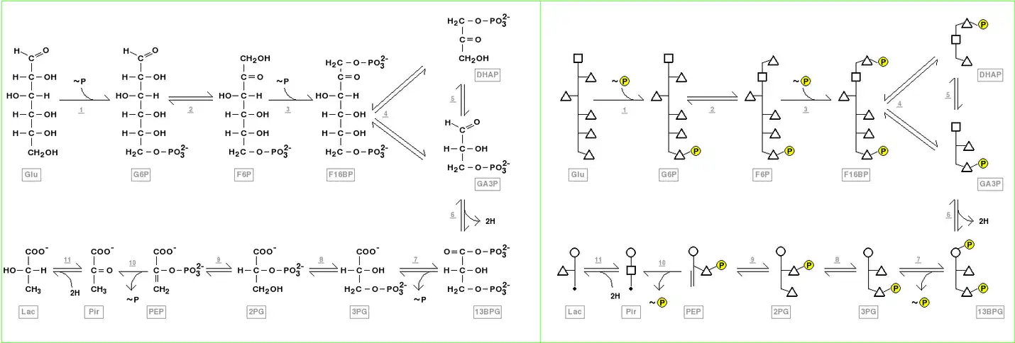 Structure of anaerobic glycolysis components showed using Fischer projections, left, and polygonal model, right. The compounds correspond to glucose (GLU),  glucose 6-phosphate (G6P), fructose 6-phosphate (F6P), fructose 1,6-bisphosphate ( F16BP), dihydroxyacetone phosphate (DHAP), glyceraldehyde 3-phosphate(GA3P), 1,3-bisphosphoglycerate (13BPG), 3-phosphoglycerate (3PG), 2-phosphoglycerate (2PG), phosphoenolpyruvate (PEP), pyruvate (PIR), and lactate (LAC). The enzymes which participate of this pathway are indicated by underlined numbers, and correspond to hexokinase (1), glucose-6-phosphate isomerase (2), phosphofructokinase-1 (3), fructose-bisphosphate aldolase (4), triosephosphate isomerase (5), glyceraldehyde-3-phosphate dehydrogenase (5),  phosphoglycerate kinase (7), phosphoglycerate mutase (8), phosphopyruvate hydratase (enolase) (9), pyruvate kinase (10), and lactate dehydrogenase (11). The participant coenzymes (NAD+, NADH + H+, ATP and ADP), inorganic phosphate, H2O and CO2 were omitted in these representations. The phosphorylation reactions from ATP, as well the ADP phosphorylation reactions in later steps of glycolysis are shown as ~P respectively entering or going out the pathway. The oxireduction reactions using NAD+ or NADH are observed as hydrogens “2H” going out or entering the pathway.