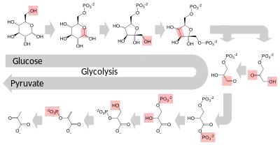 Schematic diagram of the glycolytic metabolic pathway starting with glucose and ending with pyruvate via several intermediate chemicals. Each step in the pathway is catalyzed by a unique enzyme.