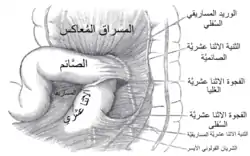 الحفر الإثناعشرية العلوية والسفلية