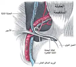 الحبل المنوي في القناة الأربية.