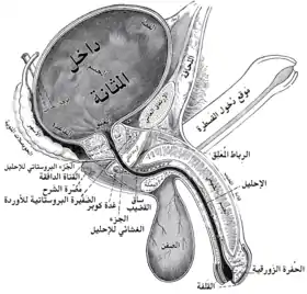 مقطع عمودي لكل من المثانة، الإحليل ثم القضيب