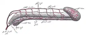 مخطط لشرايين القضيب.