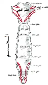 السطح الخلفي لعظم القص.