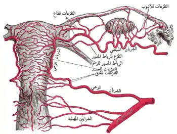 شرايين الأعضاء التناسلية الداخلية للأنثى، ينظر إليها من الخلف. (الشريان الفردي يُرى في أسفل اليسار.)