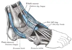 العَضَلَة الطَّويلَة الباسِطَة لِأصابع القَدَم 
(Extensor dig. longus)