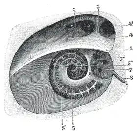 Diagrammatic view of the fundus of the right internal acoustic meatus.