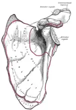 Left humerus. Anterior view.