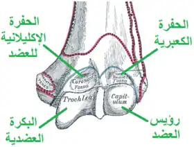 عرض أمامي للجزء البعيد (السفلي) من عظم العضد الأيسر.