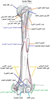 رسم توضيحي  لعظمة العضد