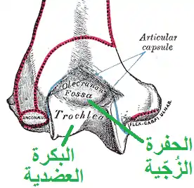 عرض خلفي للجزء البعيد (السفلي) من عظم العضد الأيسر.