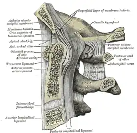 Median sagittal section through the occipital bone and first three cervical vertebræ.