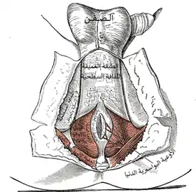 العجان: الغشاء والطبقة السطحية للنسيج السطحي (مقلوبة).