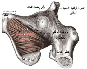 عضلة سدادية خارجية. رؤية من الأسفل.