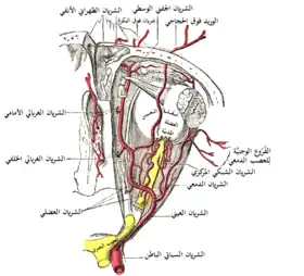 شريان الشبكية المركزي  (في اليمين)