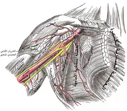 The brachial artery.