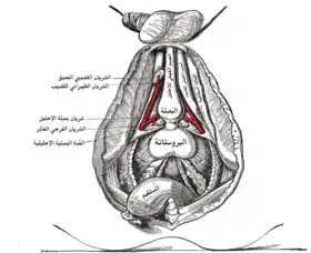 The deeper branches of the شريان فرجي غائر. (Dorsal artery of penis labeled at upper right.)