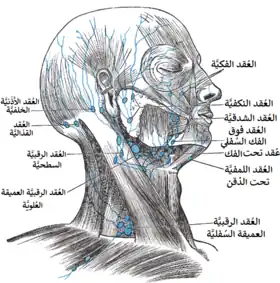 العقد اللمفاوية السطحية والأوعية اللمفاوية في الرأس والعنق.