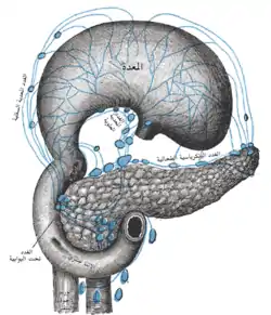 لمفاويات المعدة