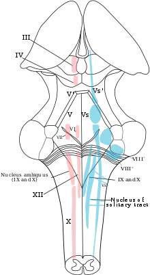 تمثيل تخطيطي لنوى الأعصاب القحفية. منظر خلفي. نوى الأعصاب الحركية باللون الأحمر والحسية باللون الأزرق. (نوى عصب ثلاثي التوائم يرمز لها بالعلامة: "V").