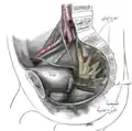 Dissection of side wall of pelvis showing sacral and pudendal plexuses.