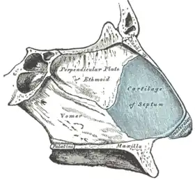 Bones and cartilages of septum of nose. Right side.