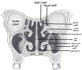 مقطع إكليلي في تجاويف الأنف.