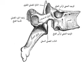 فقرة صدرية نموذجية.