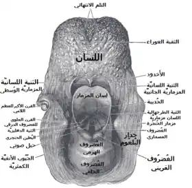 مدخل الحنجرة كما يظهر من الخلف.