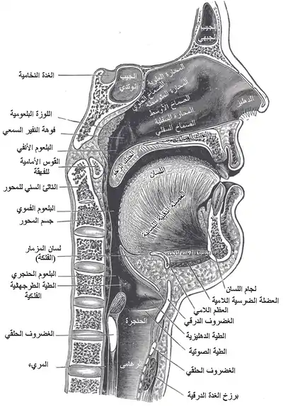 مقطع سهمي في الأنف والفم والبلعوم والحنجرة.