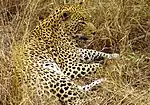 photo of a leopard