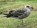 Juvenile in New Zealand