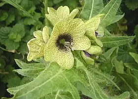 Henbane in flower