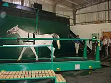 un cheval gris, dans un bâtiment fermé, marchant sur un tapis automatique