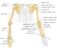 رسم توضيحي لعظام الذراع في الإنسان