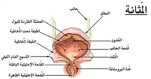 المثانة البولية