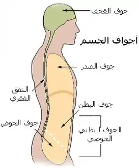 تجاويف الجسم