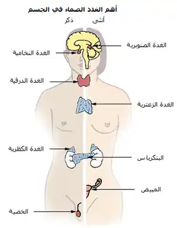 جهاز الغدد الصم (الغدة الزعترية هي #4)