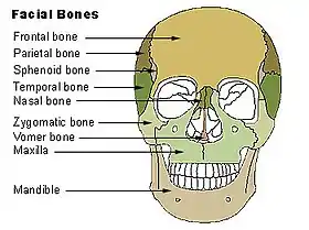 عظام الوجه.
