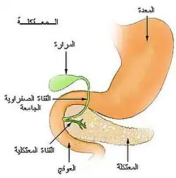 البنكرياس وموضعه من الجهاز الهضمي