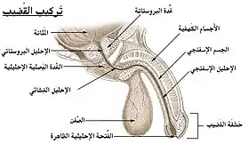 تكوين القضيب