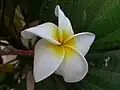 Plumeria (Indian Champa) في سورت، الهند