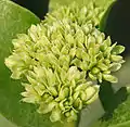 Ixora pavetta in حيدر آباد.