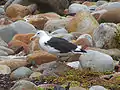 Cape Gull (L. d. vetula), Boulders Beach، جنوب أفريقيا