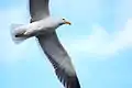 Kelp Gull in flight