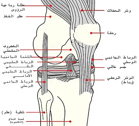 رسم توضيحي للركبة اليمنى