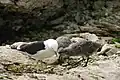 Chicks peck at red spot on mother's beak to stimulate regurgitating reflex