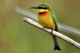 وروار صغير (Merops pusillus)