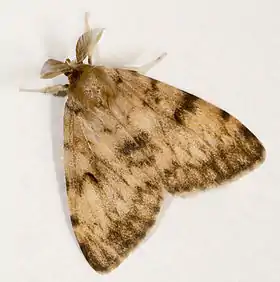 Adult male gypsy moth